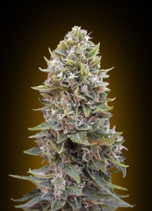 Auto 00 Cheese od 00 Seeds Bank nasiona marihuany
