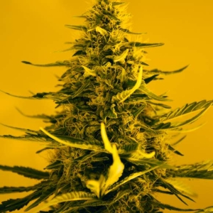 White Widow od Nirvana nasiona marihuany
