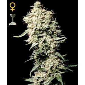 White Rhino od Green House Seeds nasiona marihuany