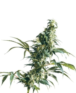 Mexican Sativa od Sensi Seeds nasiona marihuany