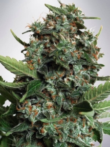Autopilot XXL od Ministry of Cannabis nasiona marihuany