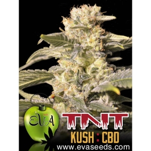 TNT Kush CBD od Eva Seeds nasiona marihuany