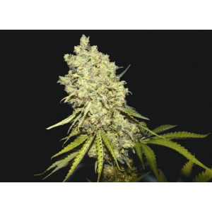 Somanta od Biohazard Seeds nasiona marihuany