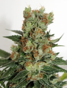 Fuel OG od Ripper Seeds nasiona marihuany