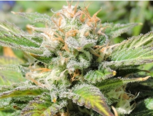 Auto Black JH od Original Sensible Seeds nasiona marihuany