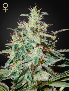 White Lemon od Strain Hunters nasiona marihuany