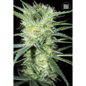 K2 od Bulk Seed Bank nasiona marihuany
