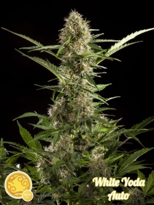 White Yoda Auto od Philosopher Seeds nasiona marihuany