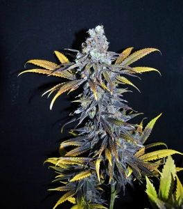 CBD Critical Mass od Seedsman nasiona marihuany