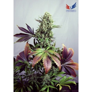 Purple Haze #1 od Positronics nasiona marihuany
