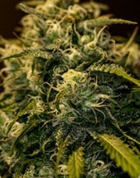 CBD + Jack Diesel
