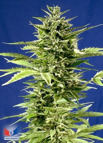 Jack Diesel Express