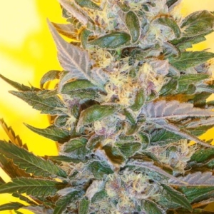 Creation od Ketama Seeds nasiona marihuany