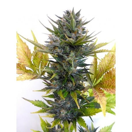 Jet 47 Auto