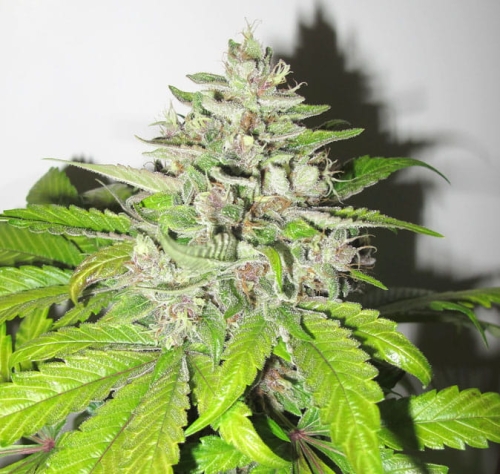 Mendocino X Purple Kush