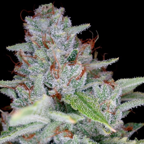 Skywalker Kush