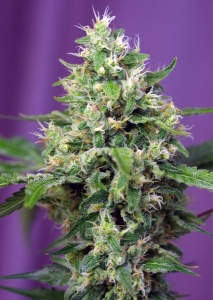 Blow Mind Auto od Sweet Seeds nasiona marihuany