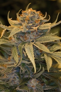 Lost Coast OG od Humboldt Seeds nasiona marihuany