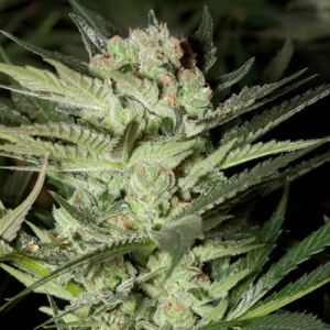 Mozzarella od G13 Labs nasiona marihuany