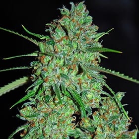 White Critical od G13 Labs nasiona marihuany