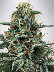 White Widow od Ministry of Cannabis nasiona marihuany