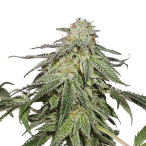 Cookies and Cream Auto od Seed Stockers nasiona marihuany