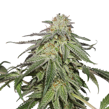Cookies and Cream Auto