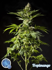 Tropimango od Philosopher Seeds nasiona marihuany