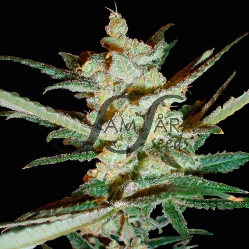 Supersonic Crystal Storm
