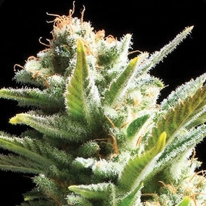 Amnesia od Vision Seeds nasiona marihuany