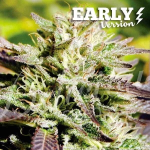 Caramelo Early Version od Delicious Seeds nasiona marihuany