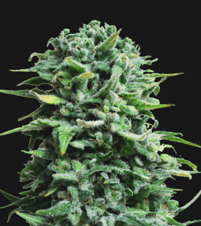 Siberian Haze Auto
