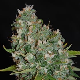 OG 13 od G13 Labs nasiona marihuany