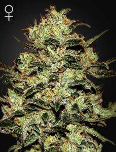 Moby Dick od Green House Seeds nasiona marihuany