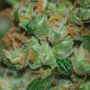 Auto Power od Biohazard Seeds nasiona marihuany