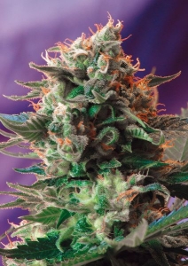 Jack 47 od Sweet Seeds nasiona marihuany