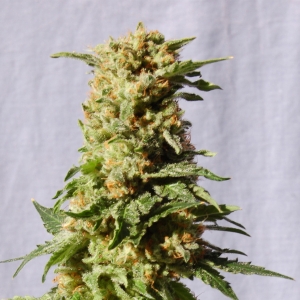 La Blanca od Kannabia Seed nasiona marihuany