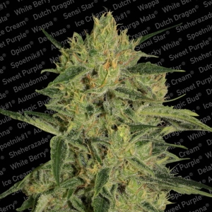 Nebula II CBD od Paradise Seeds nasiona marihuany