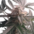 Northern Light Auto