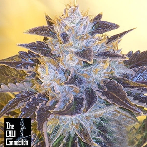 Grape OG