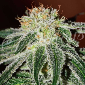 Black Russian od Delicious Seeds nasiona marihuany
