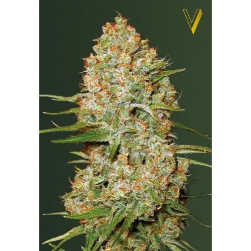 Auto Amnesia