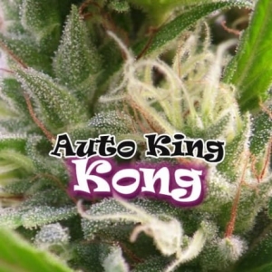 Auto King Kong od Dr Underground nasiona marihuany