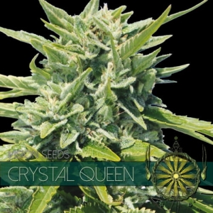 Crystal Queen od Vision Seeds nasiona marihuany