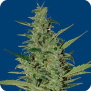 Sol Haze Auto