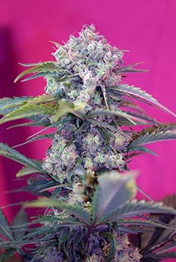 Cream Mandarine Auto