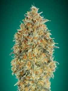 Auto Gorilla Blue od Advanced Seeds nasiona marihuany