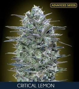 Critical Lemon od Advanced Seeds nasiona marihuany