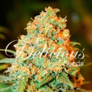 Critical Super Silver Haze od Delicious Seeds nasiona marihuany