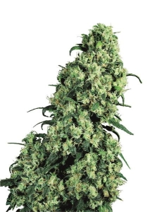 Skunk #1 od Sensi Seeds nasiona marihuany